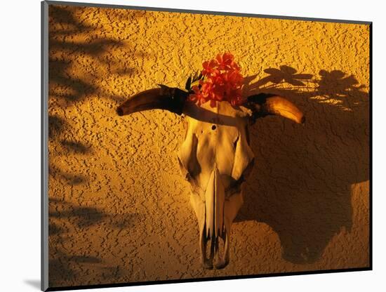 Flowers on a Cattle Skull-James Randklev-Mounted Photographic Print