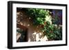 Flowers on a Mission Wall IV-Alan Hausenflock-Framed Photographic Print