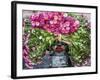 Flowers on Back of Motorcycle, Market, Mandalay, Myanmar (Burma)-Peter Adams-Framed Photographic Print