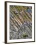 Flowers on Basalt Wall-Steve Terrill-Framed Photographic Print