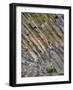 Flowers on Basalt Wall-Steve Terrill-Framed Photographic Print