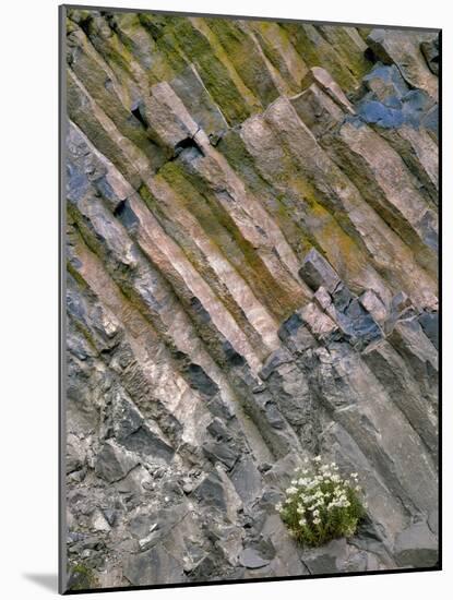 Flowers on Basalt Wall-Steve Terrill-Mounted Photographic Print