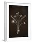 Flowers on Blackboard-Anjo Kan-Framed Photographic Print