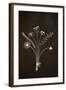 Flowers on Blackboard-Anjo Kan-Framed Photographic Print