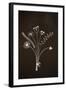 Flowers on Blackboard-Anjo Kan-Framed Photographic Print