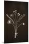 Flowers on Blackboard-Anjo Kan-Mounted Photographic Print