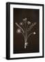 Flowers on Blackboard-Anjo Kan-Framed Photographic Print