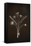 Flowers on Blackboard-Anjo Kan-Framed Stretched Canvas