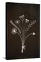 Flowers on Blackboard-Anjo Kan-Stretched Canvas