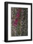 Flowers on Cactus-DLILLC-Framed Photographic Print