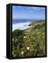 Flowers on Cliff Top, Monte Clerigo, Costa Vincente, Algarve, Portugal-Neale Clarke-Framed Stretched Canvas