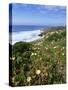 Flowers on Cliff Top, Monte Clerigo, Costa Vincente, Algarve, Portugal-Neale Clarke-Stretched Canvas