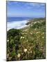 Flowers on Cliff Top, Monte Clerigo, Costa Vincente, Algarve, Portugal-Neale Clarke-Mounted Photographic Print