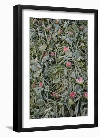 Flowers on Grave-Tim Kahane-Framed Photographic Print