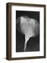 Flowers on Ice BW X-Moises Levy-Framed Photographic Print