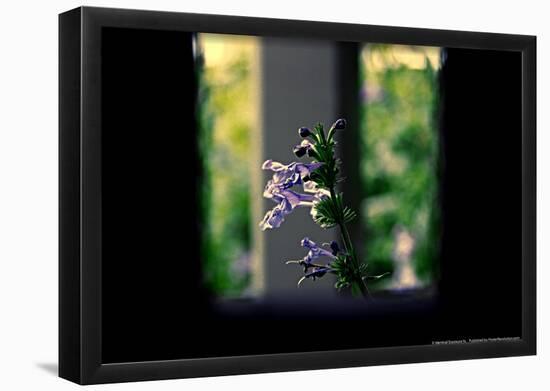 Flowers on the Highline NYC-null-Framed Poster
