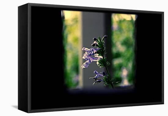 Flowers on the Highline NYC-null-Framed Stretched Canvas