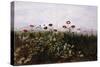 Flowers on the Irish Coast-Andrew Nicholl-Stretched Canvas