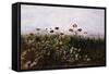 Flowers on the Irish Coast-Andrew Nicholl-Framed Stretched Canvas