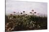 Flowers on the Irish Coast-Andrew Nicholl-Stretched Canvas