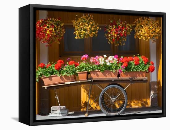 Flowers on Trolley, Arabba, Belluno Province, Trento, Italy, Europe-Frank Fell-Framed Stretched Canvas