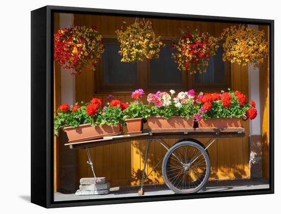 Flowers on Trolley, Arabba, Belluno Province, Trento, Italy, Europe-Frank Fell-Framed Stretched Canvas
