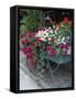 Flowers Outside Cafe, Zermatt, Switzerland-Lisa S. Engelbrecht-Framed Stretched Canvas