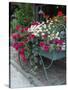 Flowers Outside Cafe, Zermatt, Switzerland-Lisa S. Engelbrecht-Stretched Canvas