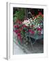 Flowers Outside Cafe, Zermatt, Switzerland-Lisa S. Engelbrecht-Framed Photographic Print