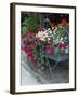 Flowers Outside Cafe, Zermatt, Switzerland-Lisa S. Engelbrecht-Framed Photographic Print