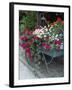 Flowers Outside Cafe, Zermatt, Switzerland-Lisa S. Engelbrecht-Framed Photographic Print