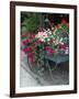 Flowers Outside Cafe, Zermatt, Switzerland-Lisa S. Engelbrecht-Framed Photographic Print