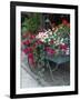 Flowers Outside Cafe, Zermatt, Switzerland-Lisa S. Engelbrecht-Framed Photographic Print