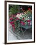 Flowers Outside Cafe, Zermatt, Switzerland-Lisa S. Engelbrecht-Framed Photographic Print