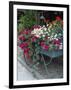 Flowers Outside Cafe, Zermatt, Switzerland-Lisa S. Engelbrecht-Framed Photographic Print