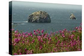 Flowers, Pacific Ocean, Sea Stacks, Oregon Coast, Oregon, USA-Michel Hersen-Stretched Canvas