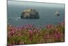 Flowers, Pacific Ocean, Sea Stacks, Oregon Coast, Oregon, USA-Michel Hersen-Mounted Photographic Print