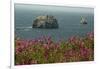 Flowers, Pacific Ocean, Sea Stacks, Oregon Coast, Oregon, USA-Michel Hersen-Framed Photographic Print