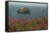 Flowers, Pacific Ocean, Sea Stacks, Oregon Coast, Oregon, USA-Michel Hersen-Framed Stretched Canvas