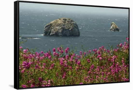 Flowers, Pacific Ocean, Sea Stacks, Oregon Coast, Oregon, USA-Michel Hersen-Framed Stretched Canvas