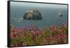 Flowers, Pacific Ocean, Sea Stacks, Oregon Coast, Oregon, USA-Michel Hersen-Framed Stretched Canvas