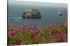 Flowers, Pacific Ocean, Sea Stacks, Oregon Coast, Oregon, USA-Michel Hersen-Stretched Canvas