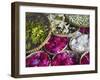 Flowers Prepared for Offerings, Yogyakarta, Java, Indonesia-Ian Trower-Framed Premium Photographic Print