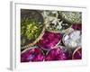 Flowers Prepared for Offerings, Yogyakarta, Java, Indonesia-Ian Trower-Framed Photographic Print