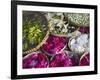 Flowers Prepared for Offerings, Yogyakarta, Java, Indonesia-Ian Trower-Framed Photographic Print