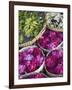 Flowers Prepared for Offerings, Yogyakarta, Java, Indonesia-Ian Trower-Framed Premium Photographic Print