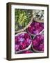 Flowers Prepared for Offerings, Yogyakarta, Java, Indonesia-Ian Trower-Framed Photographic Print