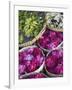 Flowers Prepared for Offerings, Yogyakarta, Java, Indonesia-Ian Trower-Framed Photographic Print