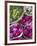 Flowers Prepared for Offerings, Yogyakarta, Java, Indonesia-Ian Trower-Framed Photographic Print