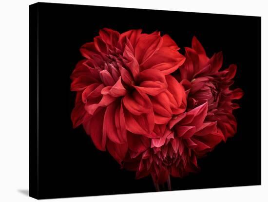 Flowers Red Dahlia, Buds Close-Up. Black Background.-null-Stretched Canvas